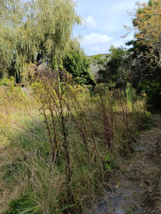 Photo de galerie - Tonte de pelouse - Débroussaillage