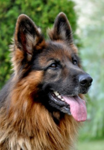 Photo de galerie - Tout type de chien