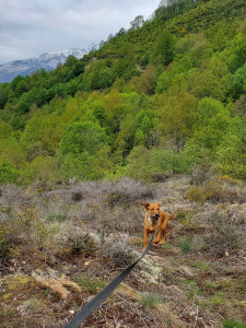 Photo de galerie - Nena notre petite princesse à 4 pattes 