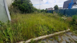 Photo de galerie - Tonte de pelouse - Débroussaillage