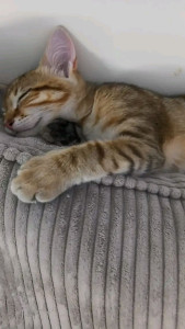 Photo de galerie - Garde chat a mon domicile 