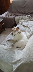 Photo de galerie - Oscar ,un adorable Jack
 russel. 