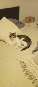 Photo de galerie - Garde chat