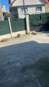 Photo de galerie - Garde chien