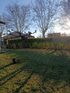 Photo de galerie - Après élagage mûrier platane et taille de haie 