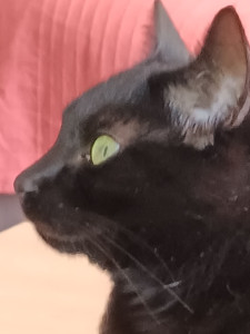 Photo de galerie - Zac, le copain de Fatale, ne pense que nourriture et câlins, beaucoup de câlins...