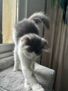 Photo de galerie - Petite chatonne trop mignonne, dont j'ai pu m'occuper