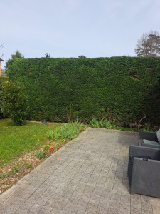 Photo de galerie - Taille de haies et d'arbustes