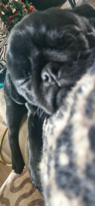 Photo de galerie - Garde chien