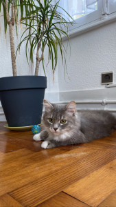 Photo de galerie - Garde chat