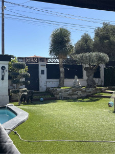 Photo de galerie - Taille Olivier 