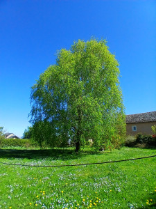 Photo de galerie - Elagage et coupe d'arbres