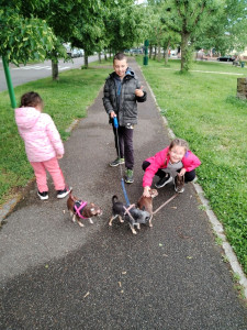 Photo de galerie - Un trio de chihuahua gardé en famille d'accueil d'une association ?