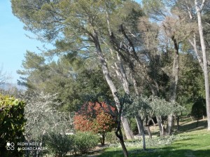 Photo de galerie - Taille provencal olivier 