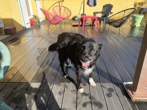 Photo de galerie - Garde chien