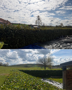 Photo de galerie - Taille d’une haie de 25 m 