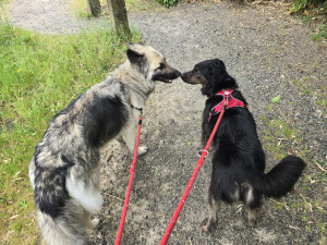 Photo de galerie - Garde chien