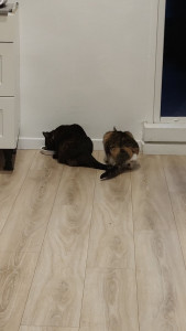 Photo de galerie - Garde a domicile, nourrir, nettoyer la litière, brosser.
