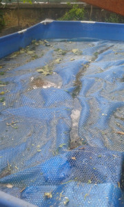 Photo de galerie - Réhabilitation complète jardin et piscine .