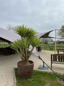 Photo de galerie - Taille d’un yuka 