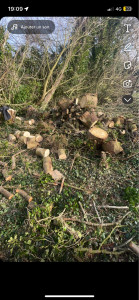 Photo de galerie - Elagage et coupe d'arbres