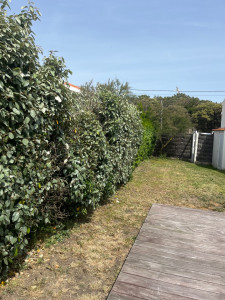 Photo de galerie - Elagage et coupe d'arbres