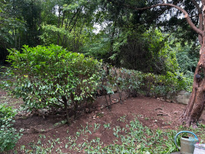 Photo de galerie - Taille de haies et d'arbustes