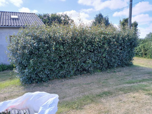 Photo de galerie - Taille de haies et d'arbustes