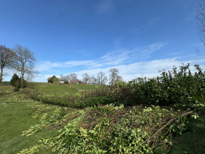 Photo de galerie - Rabattage de laurier 