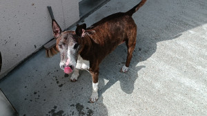 Photo de galerie - Scalpe (bull terrier)