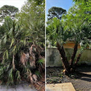 Photo de galerie - Taille d’un palmier nain (chamaerops humillis) 