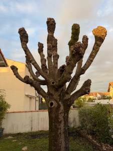 Photo de galerie - Taille arbre