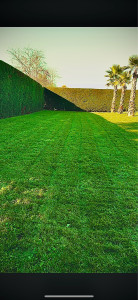 Photo de galerie - Tonte 