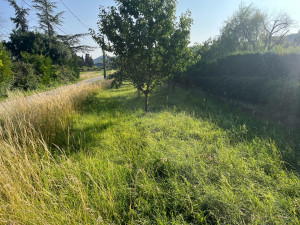 Photo de galerie - Tonte de pelouse - Débroussaillage
