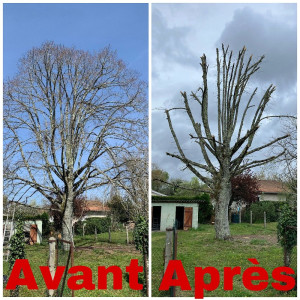 Photo de galerie - élagage 