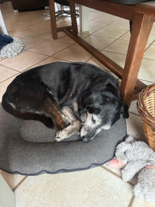 Photo de galerie - Lia, chienne très mignonne 