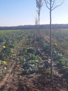 Photo de galerie - Paysagiste - Aménagement du jardin
