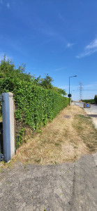Photo de galerie - Taille de haie sur environ 25m