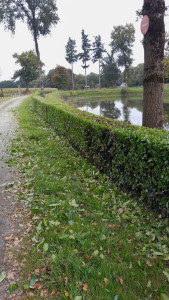 Photo de galerie - Taille de laurier 