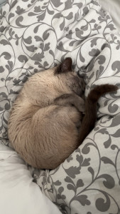 Photo de galerie - Garde de chat 