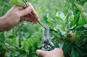 Photo de galerie - Taille de fruitier, pommier poirier , vigne, rosier, pêcher, noisetier...