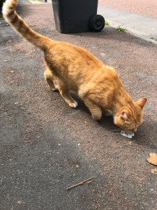 Photo de galerie - Nourriture 