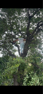 Photo de galerie - Elagage et coupe d'arbres