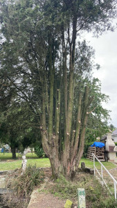 Photo de galerie - Elagage et coupe d'arbres