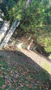 Photo de galerie - Elagage et coupe d'arbres