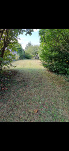 Photo de galerie - Tonte de pelouse - Débroussaillage