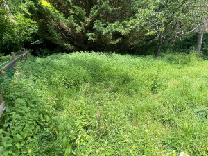 Photo de galerie - Tonte de pelouse - Débroussaillage