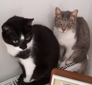 Photo de galerie - Mes fidèles compagnons, Berlioz et Gomy