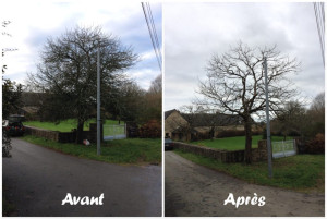 Photo de galerie - Elagueur