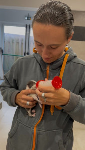 Photo de galerie - Soins des chaton de la SPA